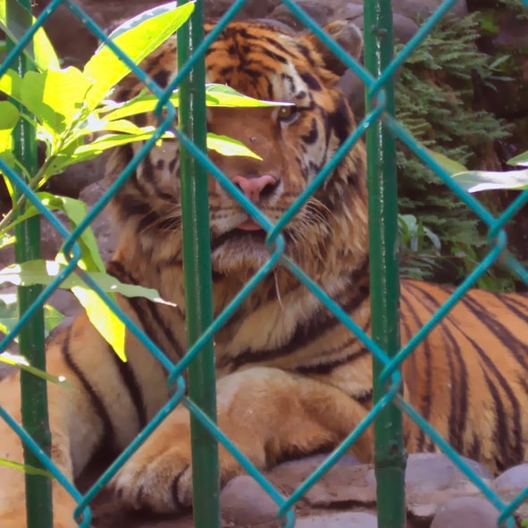 Visitar el Parque Zoológico y Botánico M.A. de Quevedo – VERACRUZ, PLAYAS